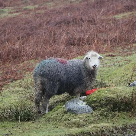 Σπίτι διακοπών Rose Ambleside